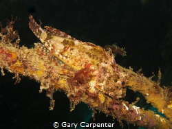 Long-spined sea scorpion (Taurulus bubalis) - Picture tak... by Gary Carpenter 